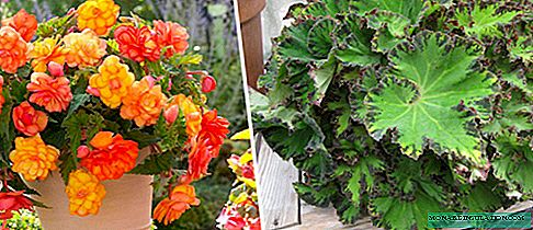 Begonia cuida en casa, variedades para un apartamento