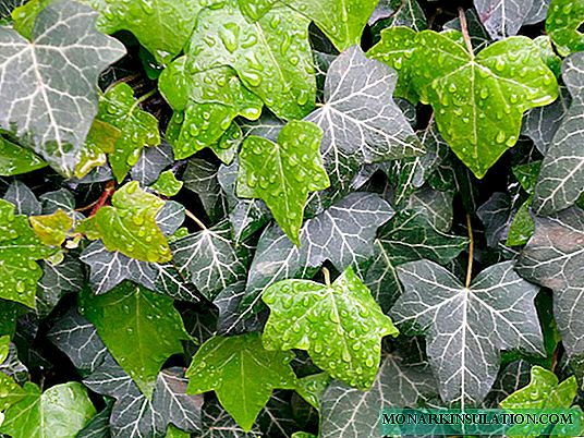 Hedera or indoor ivy care