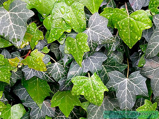 Hedera أو اللبلاب الرعاية في الأماكن المغلقة