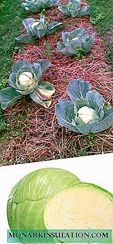 Care for cabbage in summer and autumn
