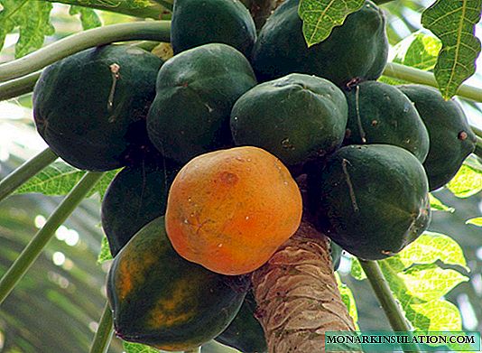 Papaya-pleie hjemme, steindyrking + varianter