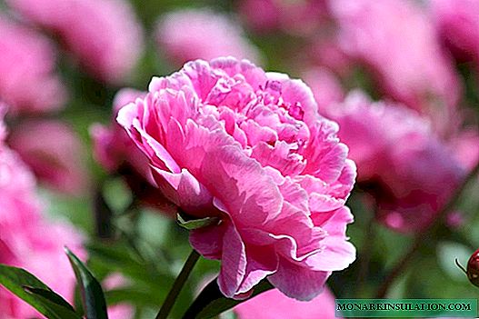Peony care in autumn and spring