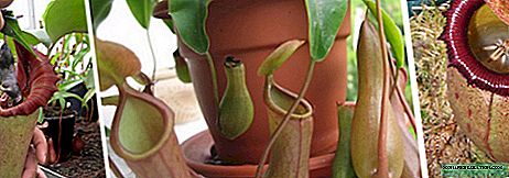 Cuidando una flor carnívora nepente