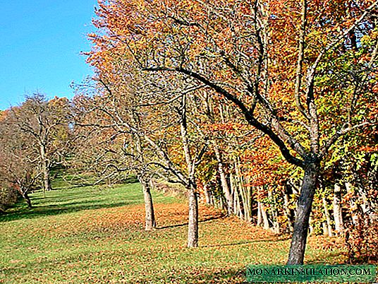Apple tree care in the fall: winter preparations
