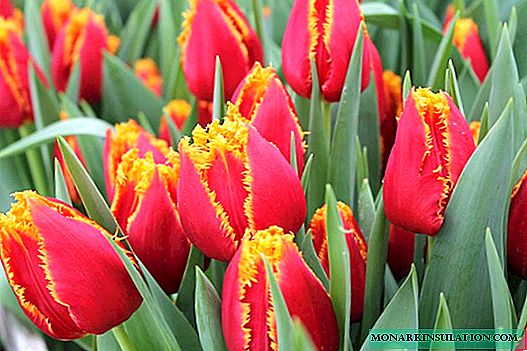 Qual é o melhor momento para plantar tulipas?