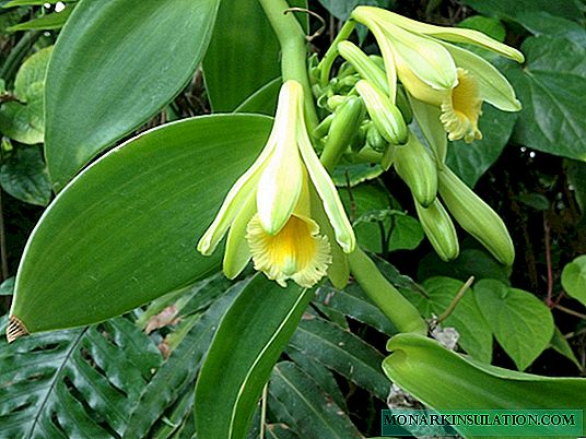 Vanilla orchid: description, all about leaving