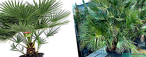 Palma de abanico Chameroops: descripción, cuidados en el hogar
