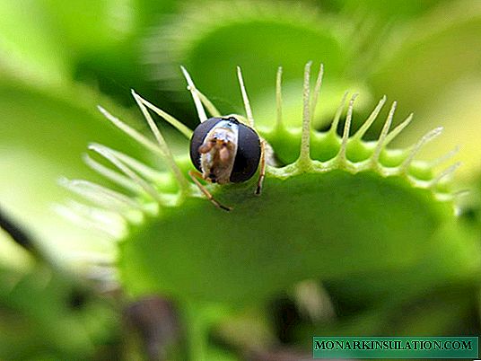Venus flytrap: description, care