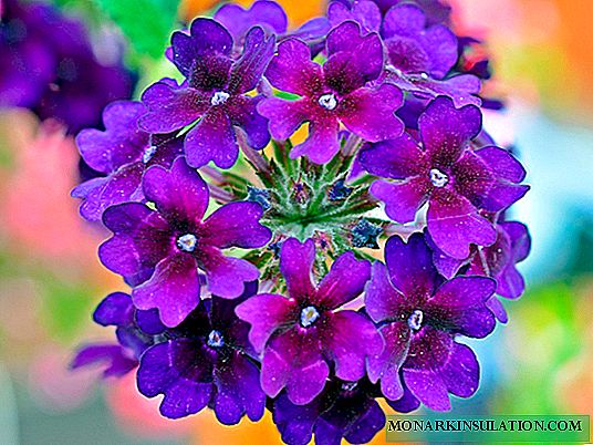 Verbena: description of the flower and its species, care