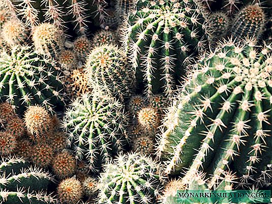 Types of cacti: description and characteristics