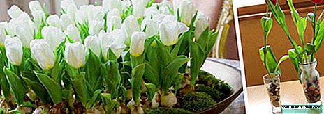 Forçando tulipas em casa
