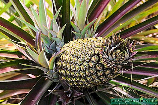 Growing pineapple at home