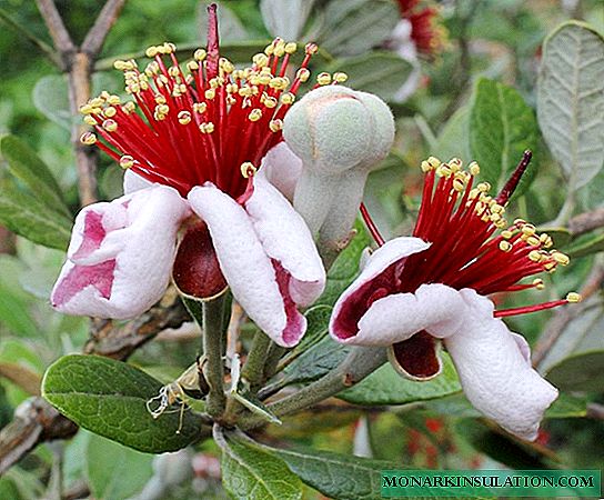 Growing feijoa at home