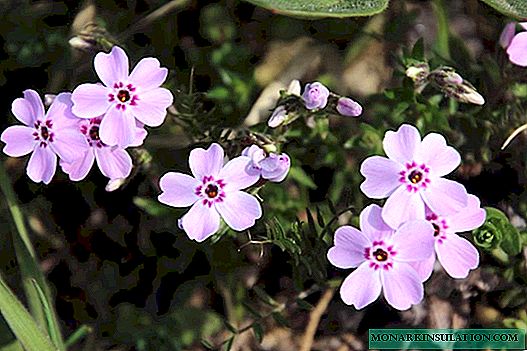 Growing phlox from seeds