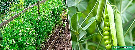Outdoor pea cultivation
