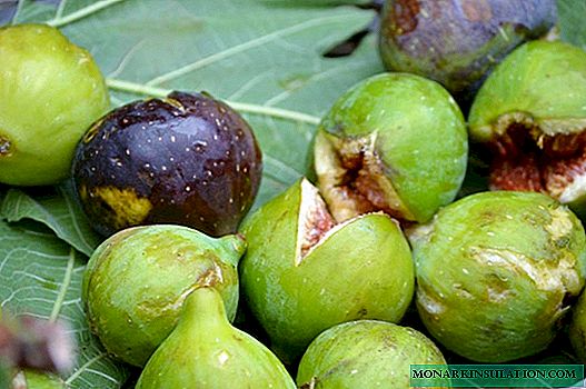 Cultiver des figues à la maison.