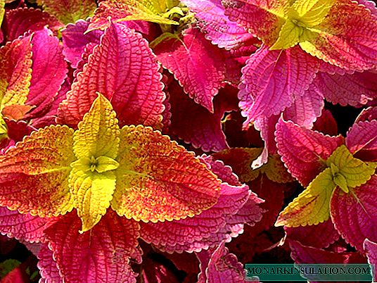 Growing Coleus from seeds at home