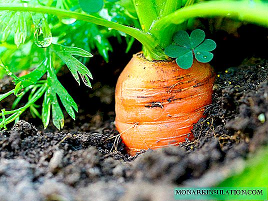 Outdoor carrot cultivation