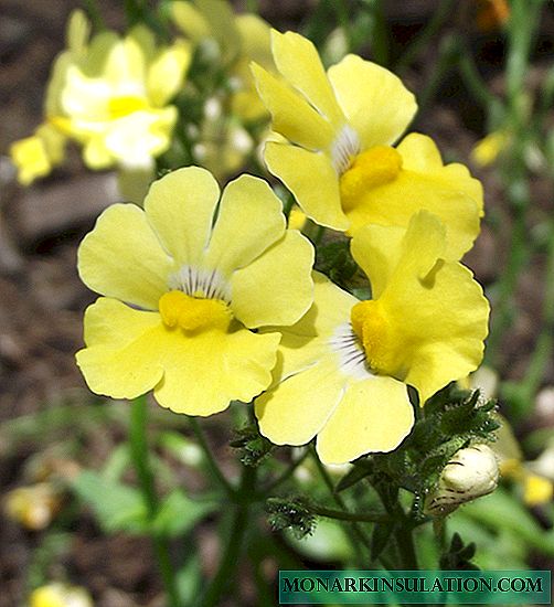 Growing Nemesia from Seeds
