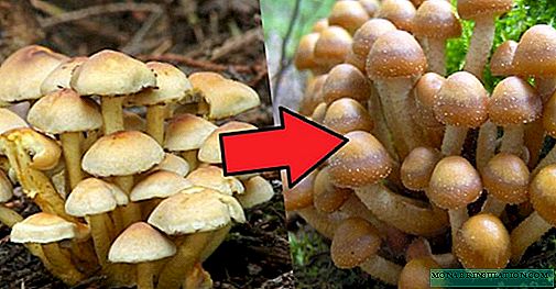 Uprawa grzybów miodowych w domu