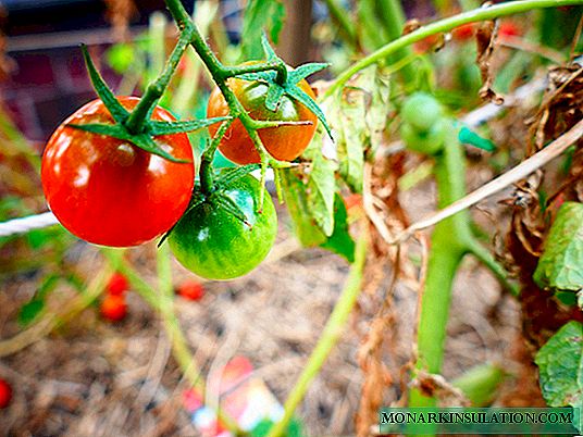 Crescendo raízes de tomate