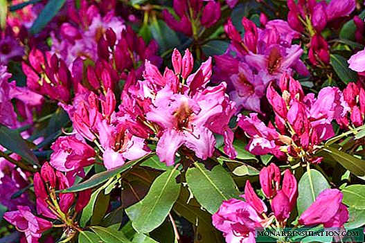 Freilandanbau von Rhododendron