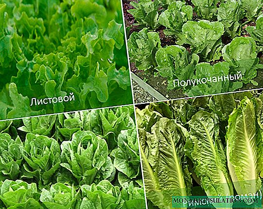 Cultură de salată (salată) în diferite condiții
