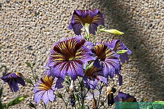 Growing Salpiglossis from Seeds