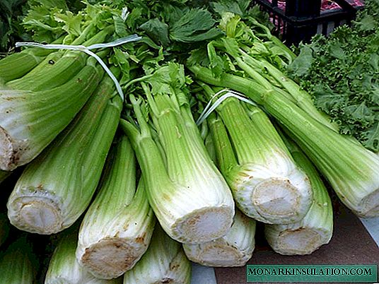 Celery cultivation in open ground