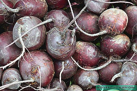 Growing beets in open ground