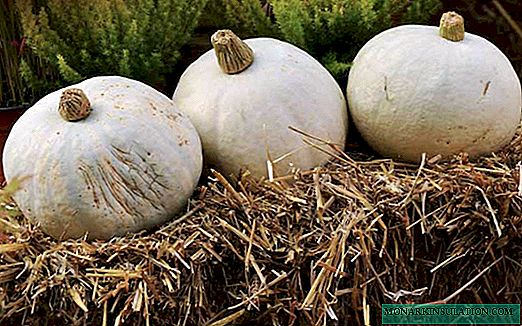 Outdoor pumpkin cultivation