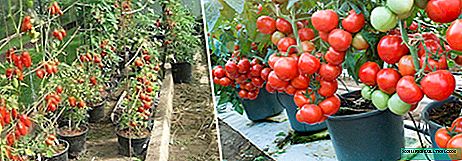 Cultivo de tomates en cubos