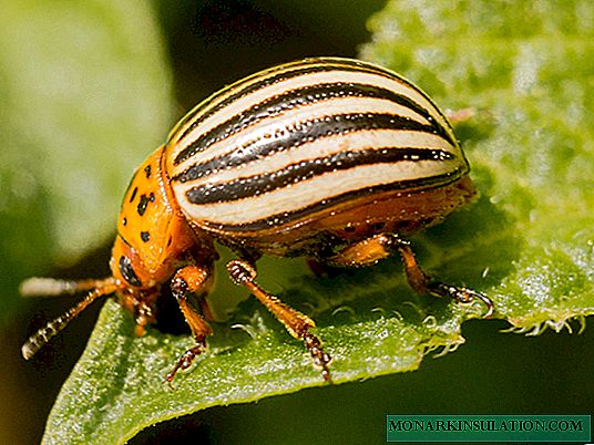 All methods of combating the Colorado potato beetle