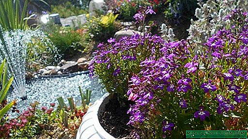 All about planting and caring for lobelia
