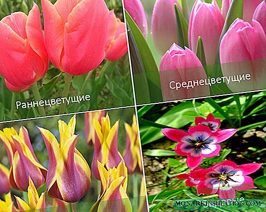 Tout sur les tulipes, les variétés et les photos