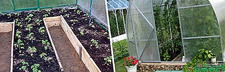 All about growing tomatoes in a greenhouse
