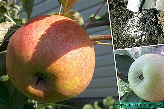 リンゴの木メドウニツァ：品種、栽培、手入れ