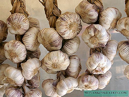 Spring garlic: agricultural technology and varieties