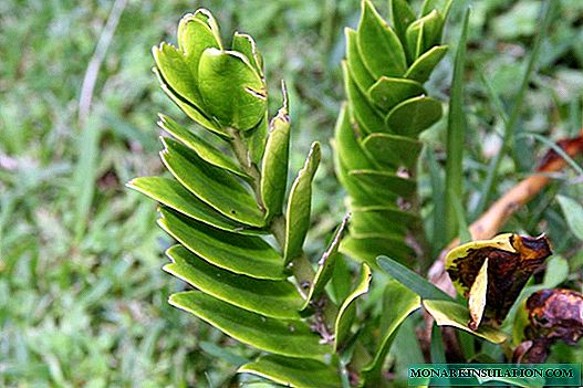 Zamioculcas or dollar tree: description, planting and care