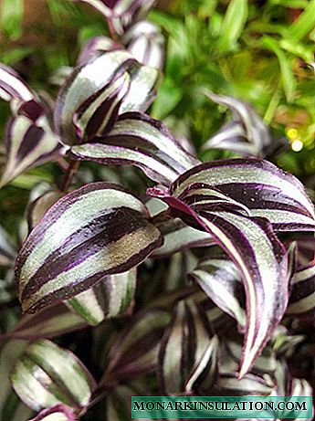 Zebra from the genus Tradescantia: types and care