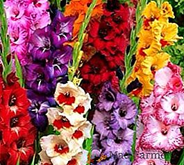 Gladiolus em recipientes: cultivo e cuidado