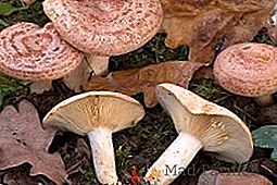 Descrição dos tipos de cogumelos