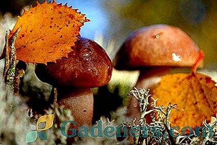 Јестиве и отровне печурке Волгоградске области