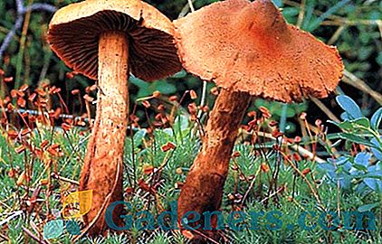 Їстівні і отруйні види гриба павутинник