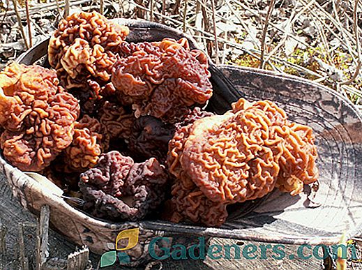 Jestive gljive Ukrajine: karakteristike vrsta, mjesta za sakupljanje