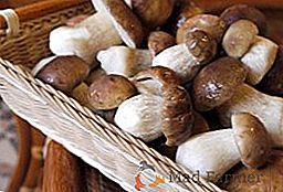 Caractéristiques et astuces pour le décapage des champignons