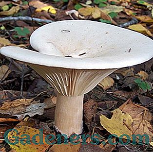 Gljive govorushki: opis jestivih i otrovnih vrsta