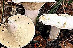 Да ли је могуће јести црне печурке: како разликовати стварну гљиву од лажних