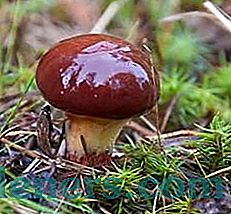 Mushroom oiler: charakterystyczny, opis i pyszne przepisy kulinarne