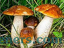 Jagodica od gljivica: karakteristike vrsta i pravila kuhanja